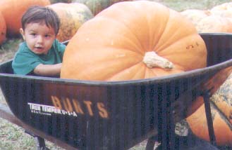In the wheelbarrow