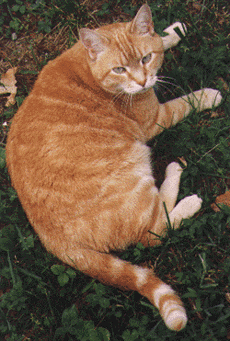 Tyson